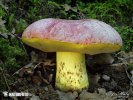 hríb kráľovský (Boletus regius)