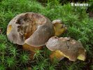 hřib modračka (Boletus pulverulentus)