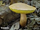 hřib moravský (Aureoboletus moravicus)