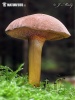 hřib peprný (Chalciporus piperatus)