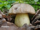 hríb plavý (Hemileccinum impolitum)