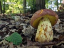 hřib přívěskatý (Butyriboletus appendiculatus)