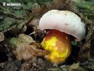 hríb purpurový (Boletus rhodoxanthus)