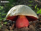 hřib satan (Rubroboletus satanas)