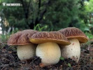 hřib skvrnitý (Hemileccinum depilatum)