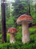 hríb smrekový (Boletus edulis)