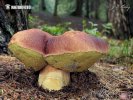 hríb sosnový (Boletus pinophilus)