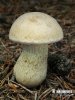 hřib žlučník kožitý (Tylopilus felleus var. alutarius)