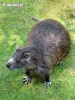 Hutia-konga