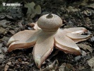 hvězdovka Berkeleyova (Geastrum berkeleyi)