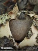 hvězdovka Berkeleyova - Znaky hub (Geastrum berkeleyi)