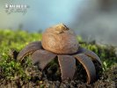 hviezdovka bradavičnatá (Geastrum corollinum)