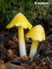 hygrocybe euroflavescens (Hygrocybe euroflavescens)