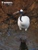 Jeřáb mandžuský (Grus japonensis)