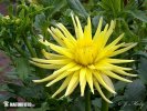 Jiřina - Gryson's Yellow Spider (Dahlia)