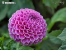 Jiřina - Hy Mallow (Dahlia)