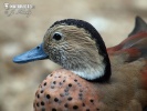 Kachnička šedoboká (Callonetta leucophrys)