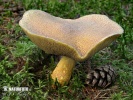 klouzek strakoš (Suillus variegatus)