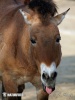 Kôň Przewalského (Equus przewalskii)