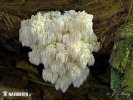 korálovec jedlový