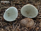 kořenovec copatý (Rhizopogon marchii)