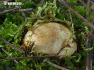 kořenovec tenkovýtrusý (Rhizopogon vulgaris)
