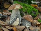 kozák březový (Leccinum scabrum)