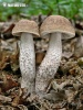 kozák habrový (Leccinum pseudoscabrum)