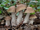 kozák habrový (Leccinum pseudoscabrum)