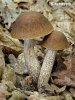 kozák habrový (Leccinum pseudoscabrum)