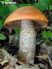 kozák hrdzavohlúbikový (Leccinum aurantiacum)