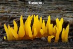 krásnorůžek rohovitý (Calocera cornea)