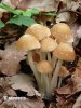 křehutka Candolleova (Psathyrella candolleana)