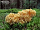 kuřátka bledoslizká (Ramaria pallidosaponaria)