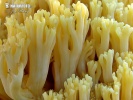 kuřátka bledoslizká - Znaky hub (Ramaria pallidosaponaria)