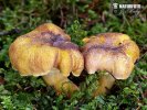 kuriatko jedlé ametystové (Cantharellus amethysteus)