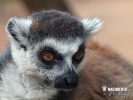 Lemur kata