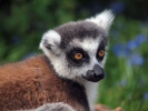 Lemur kata