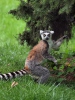 Lemur kata