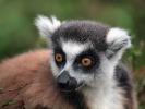 Lemur kata