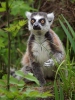Lemur katta mačkovitý
