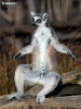 Lemur katta mačkovitý