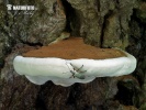 lesklokorka ploská (Ganoderma applanatum)
