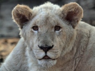Lev jihoafrický bílý (Panthera leo krugeri)