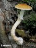 límcovka šupinatá (Leratiomyces squamosus var. squamosus)