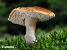 lišák ryšavý (Hydnum rufescens)