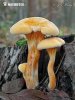 líška oranžová (Hygrophoropsis aurantiaca)