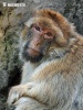 Magot (Macaca sylvanus)