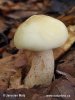 masliak biely (Suillus placidus)