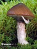 masliak obyčajný (Suillus luteus)